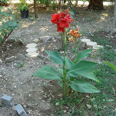 加丽尼别墅公寓 公寓